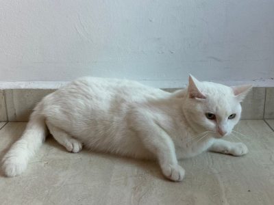 Bianca (Adoção Urgente)