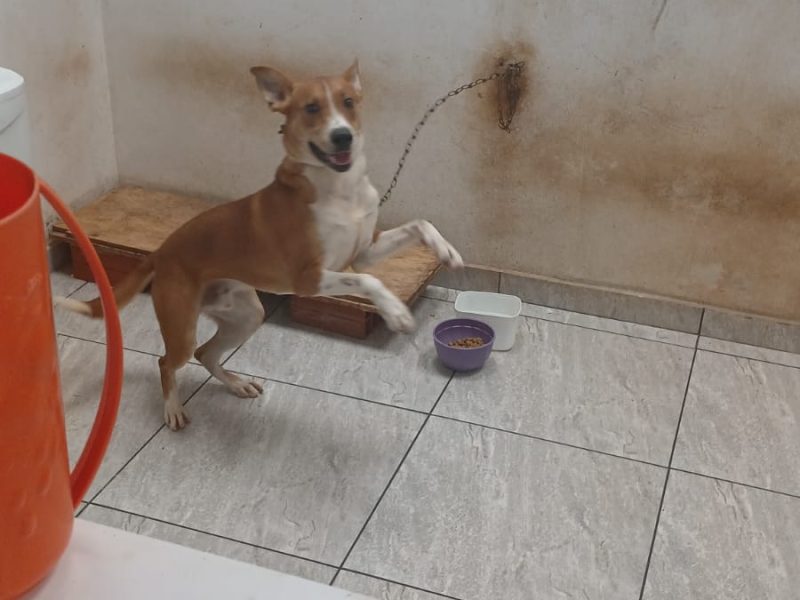 Miguel (Adoção Urgente)