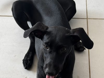 Ariana (Adoção Urgente)