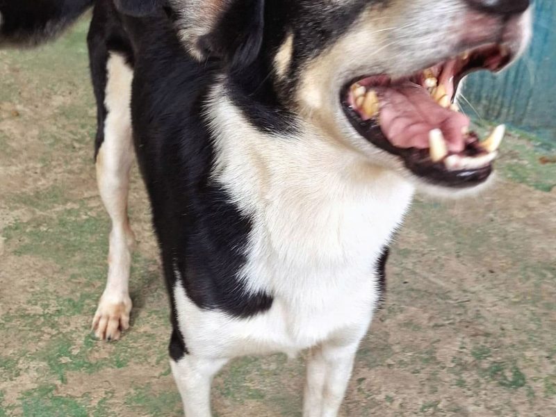 Júpiter (Adoção Urgente)