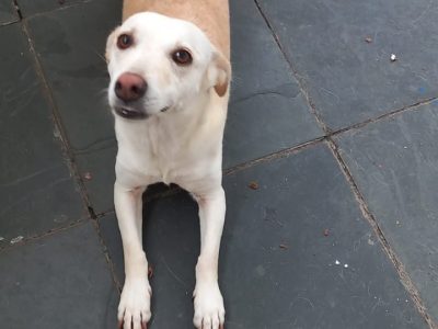 Mel, Phoebe e Branca (Adoção Urgente)