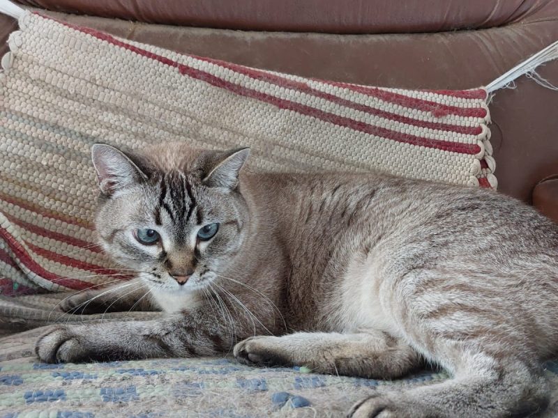 2 Gatos (Adoção Urgente)