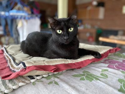 2 Gatos (Adoção Urgente)