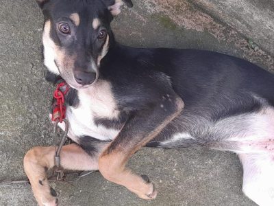 Manu (Adoção Urgente)