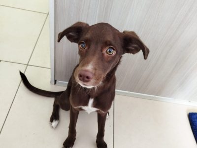 Zula (Adoção Urgente)