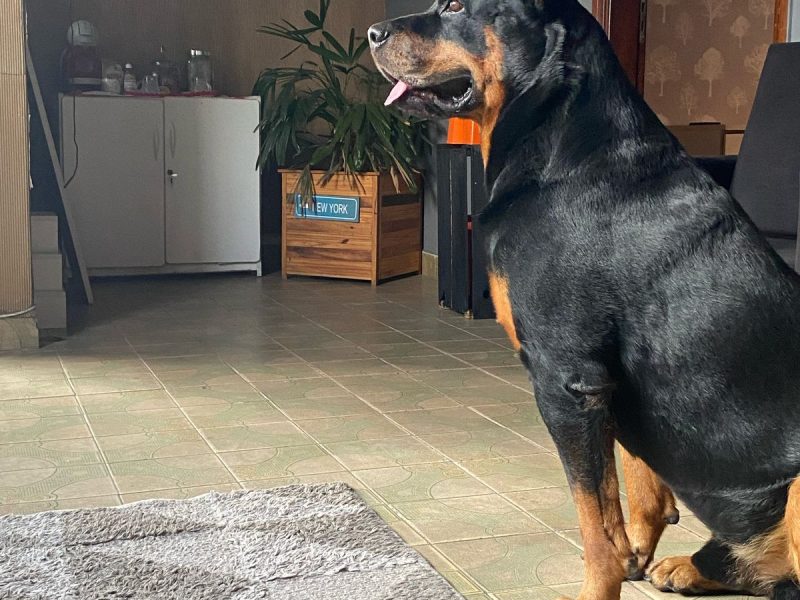 BUD (Adoção Urgente)