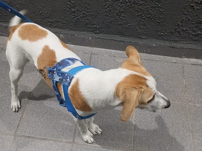 Pitter (Adoção Urgente)
