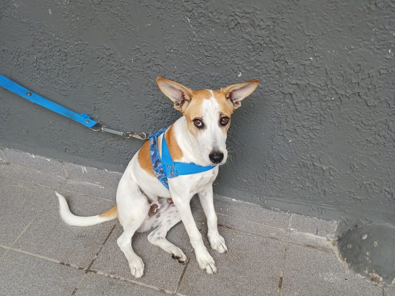 Pitter (Adoção Urgente)