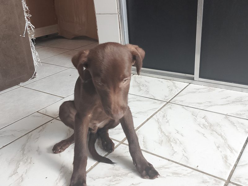 Lucky e Toddy (Adoção Urgente)