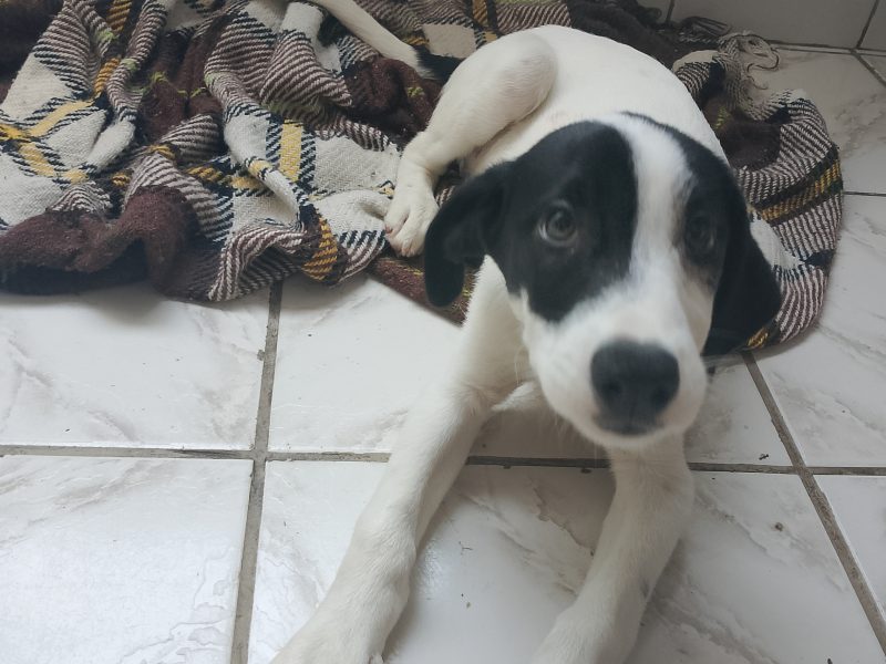 Lucky e Toddy (Adoção Urgente)