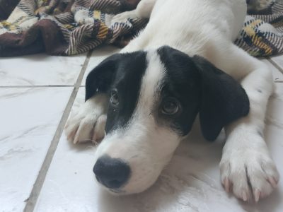 Lucky e Toddy (Adoção Urgente)