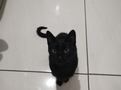 Jade (Adoção Urgente)