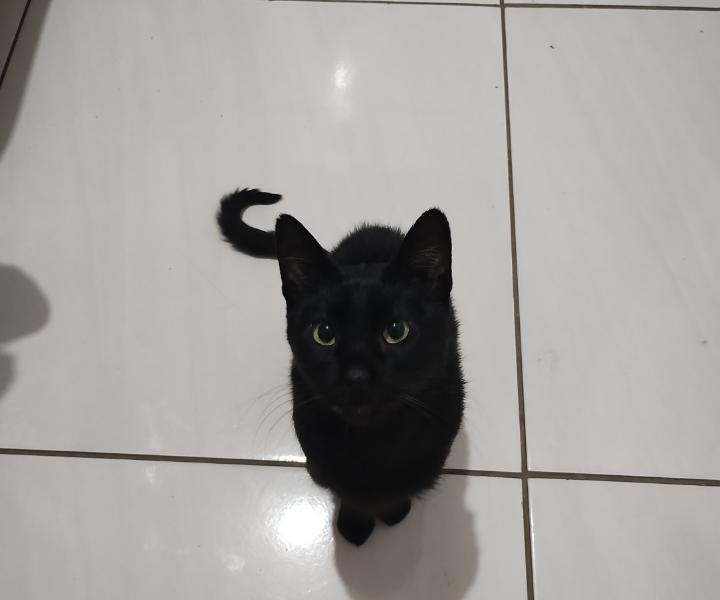 Jade (Adoção Urgente)