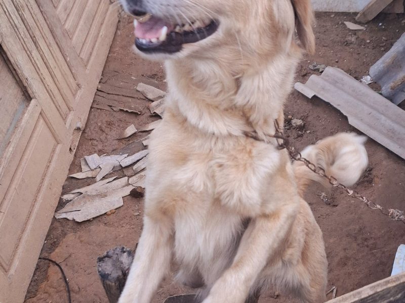 Lili (Adoção Urgente)
