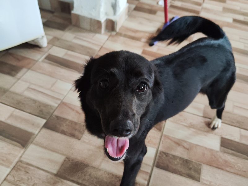 Kira (Adoção Urgente)