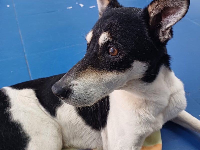 Milton (Adoção Urgente)