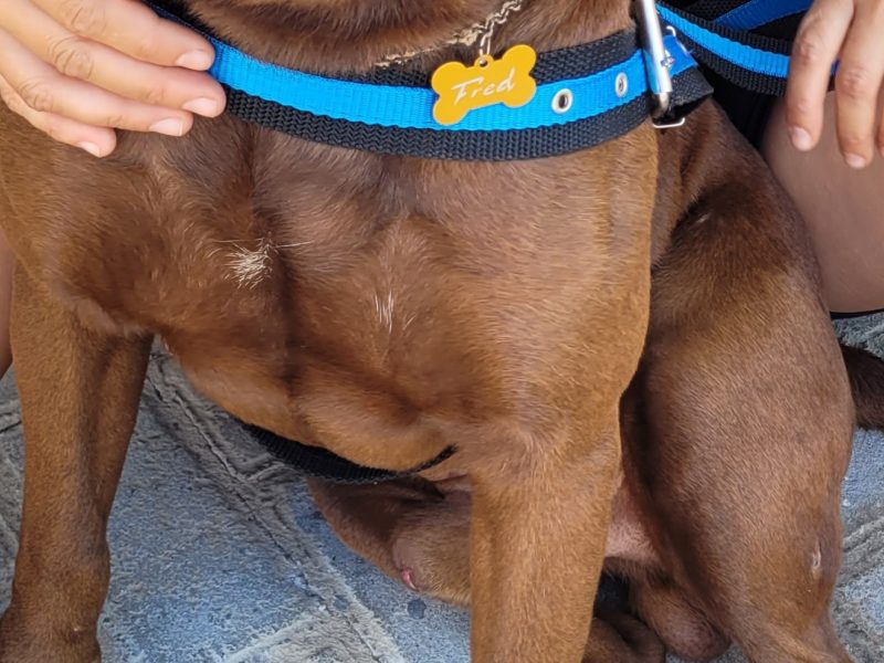 Frederico (Adoção Urgente)