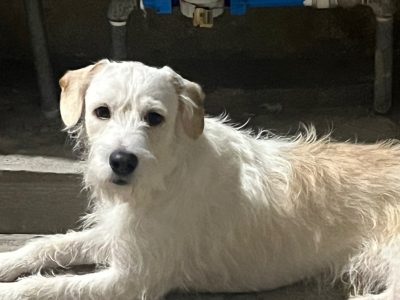 Thor (Adoção Urgente)