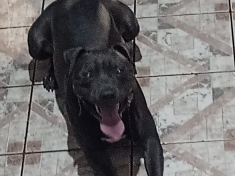 Loki (Adoção Urgente)