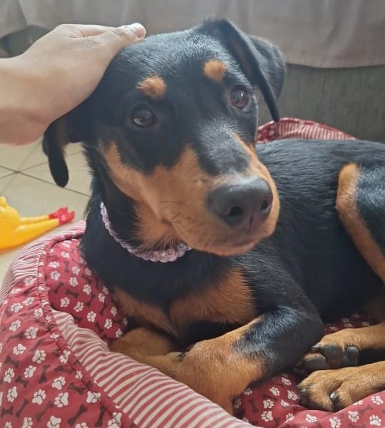 Luna (Adoção Urgente)