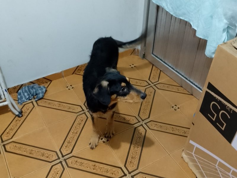 Scoby (Adoção Urgente)