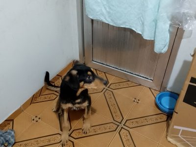 Scoby (Adoção Urgente)