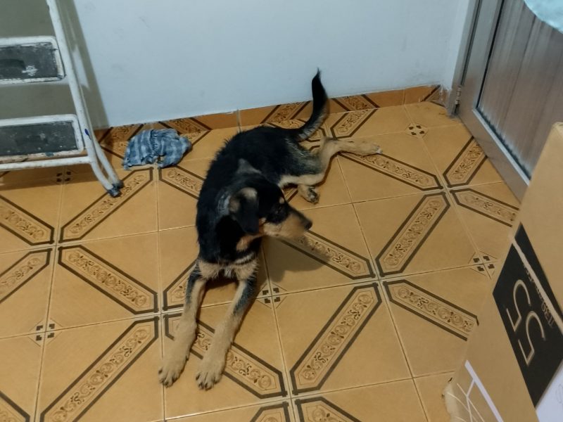 Scoby (Adoção Urgente)