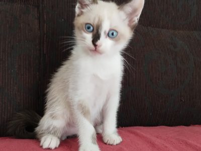 Tutu (Adoção Urgente)