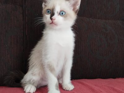 Tutu (Adoção Urgente)