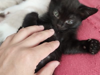Mimi (Adoção Urgente)