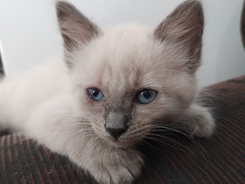 Lili (Adoção Urgente)