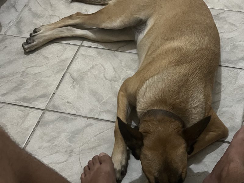 Atena (Adoção Urgente)