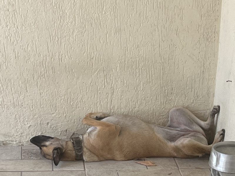 Atena (Adoção Urgente)