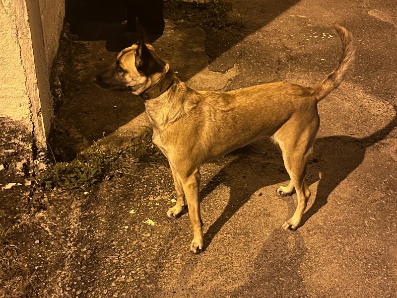 Atena (Adoção Urgente)