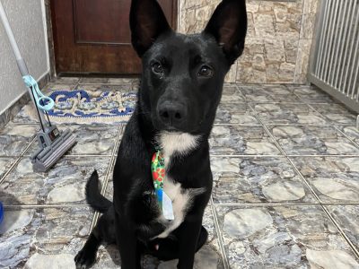 Bonitão (Adoção Urgente)