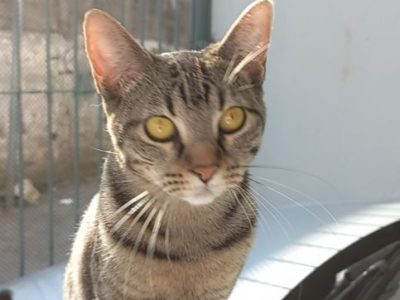 2 Gatos (Adoção Urgente)