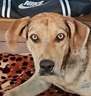Maggie (Adoção Urgente)
