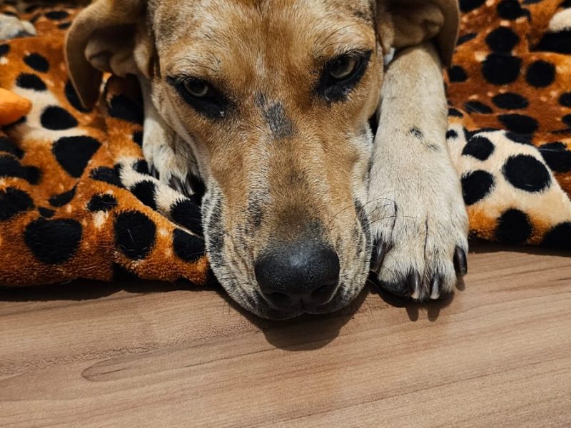 Maggie (Adoção Urgente)