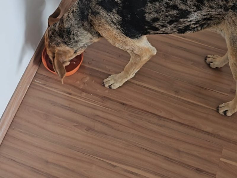 Maggie (Adoção Urgente)