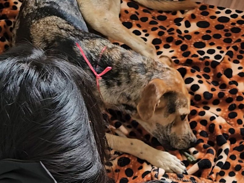 Maggie (Adoção Urgente)