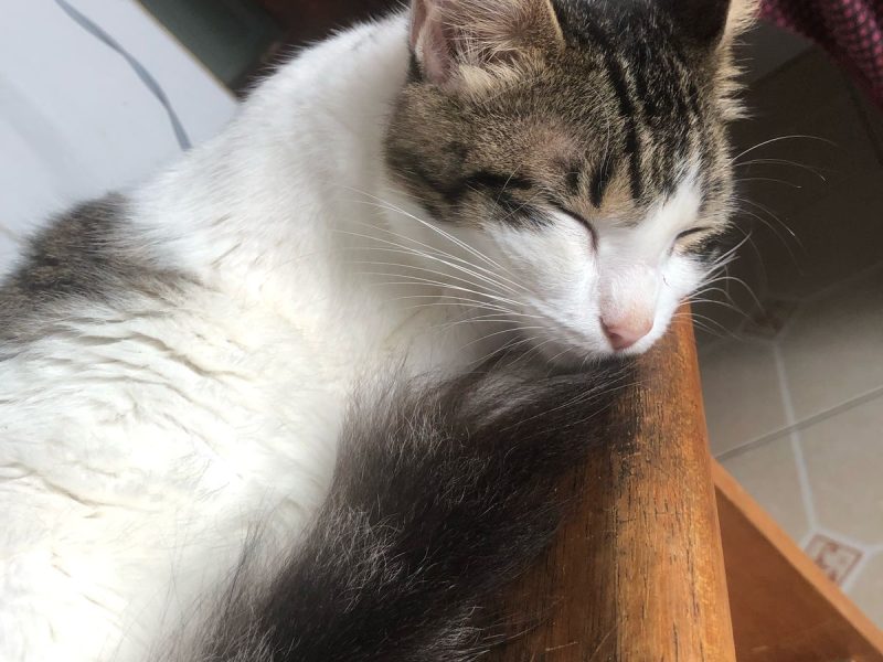 7 Gatos (Adoção Urgente)