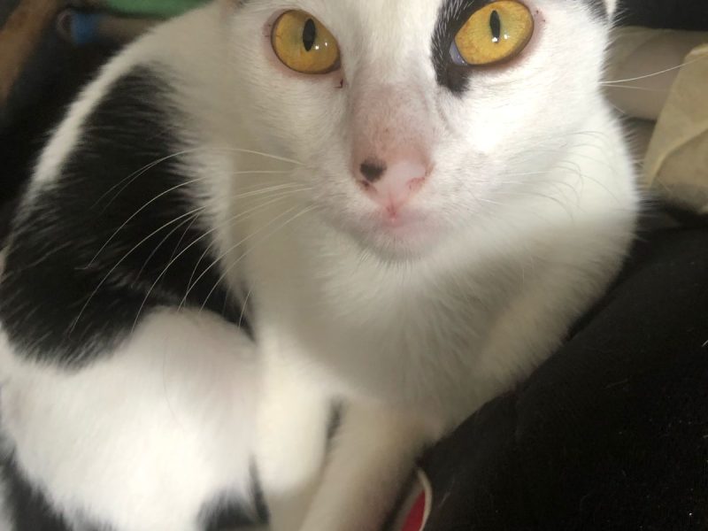 7 Gatos (Adoção Urgente)