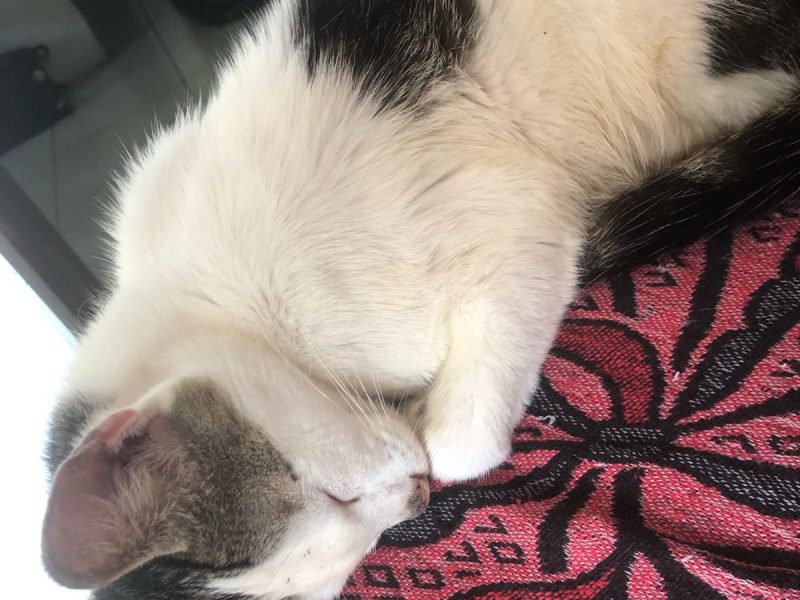 7 Gatos (Adoção Urgente)
