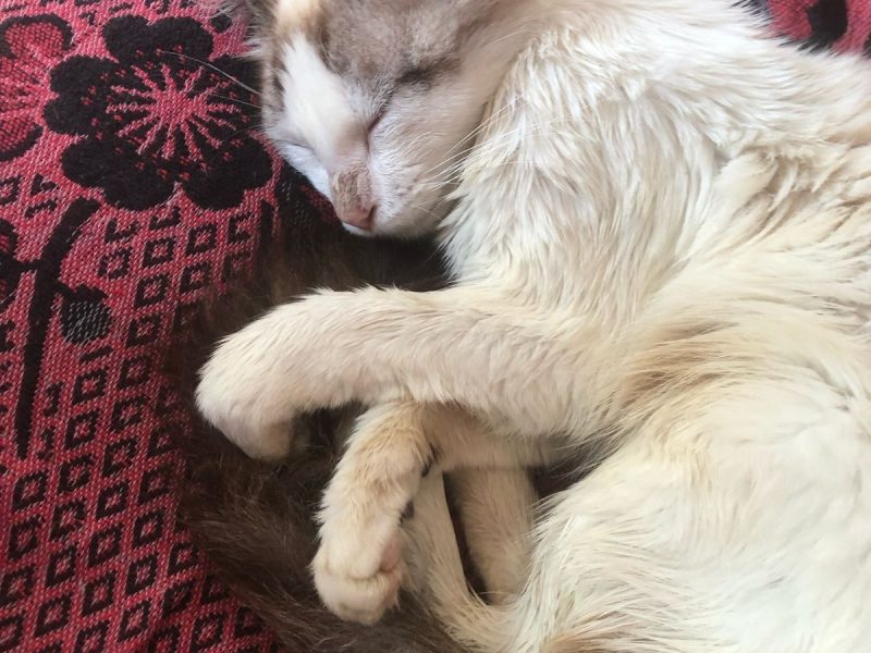 7 Gatos (Adoção Urgente)