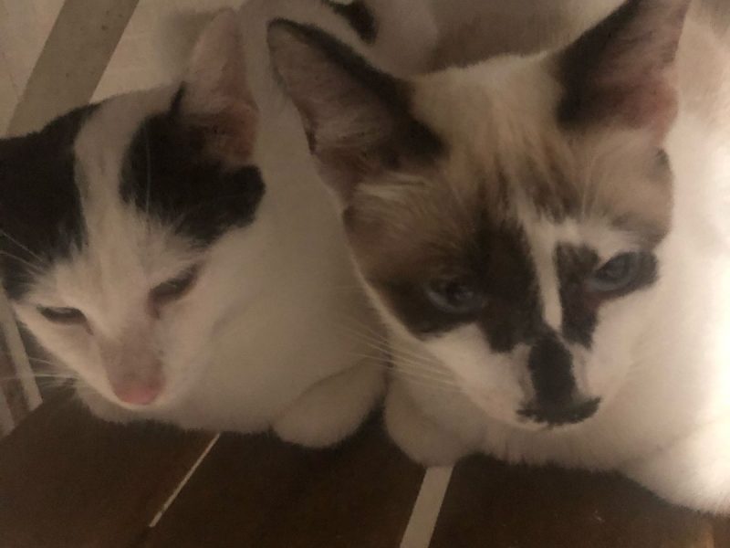 7 Gatos (Adoção Urgente)