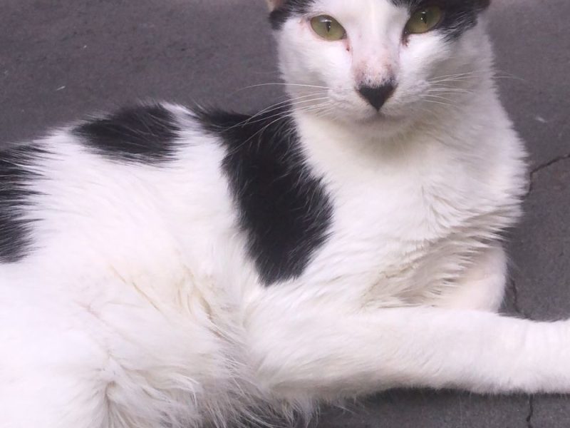 7 Gatos (Adoção Urgente)