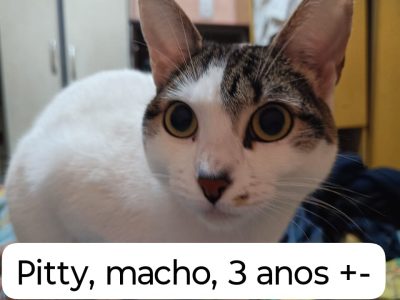 4 Gatos (Adoção Urgente)