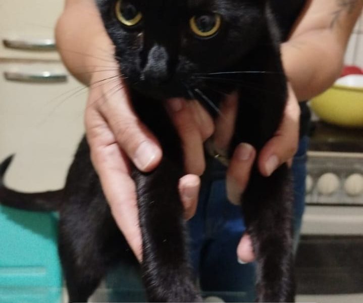 4 Gatos (Adoção Urgente)