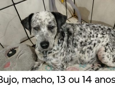 Porte M (Adoção Urgente)