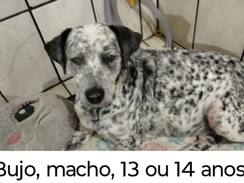 Porte M (Adoção Urgente)
